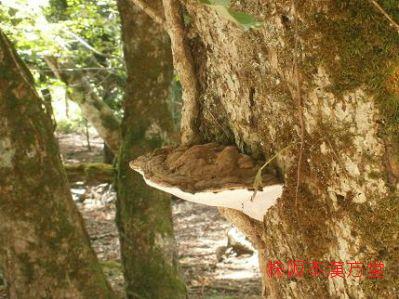 サルノコシカケの仲間達 霊芝 梅寄生 カワラタケ 他 阪本漢方堂の京都かんぽう生活