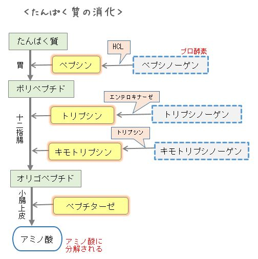 酵素 タンパク質 消化