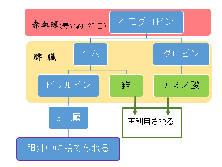 ジグルクロン酸ビリルビン