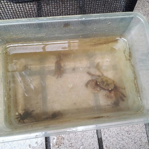 ベンケイガニ 飼育してみた つまらんブログ