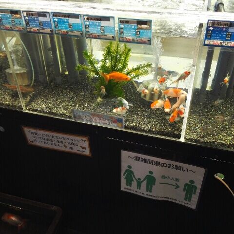 コーナン 八尾 ペットコーナーでか つまらんブログ