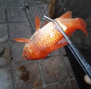 閲覧注意 エサ用金魚買ってはいけないｗ つまらんブログ