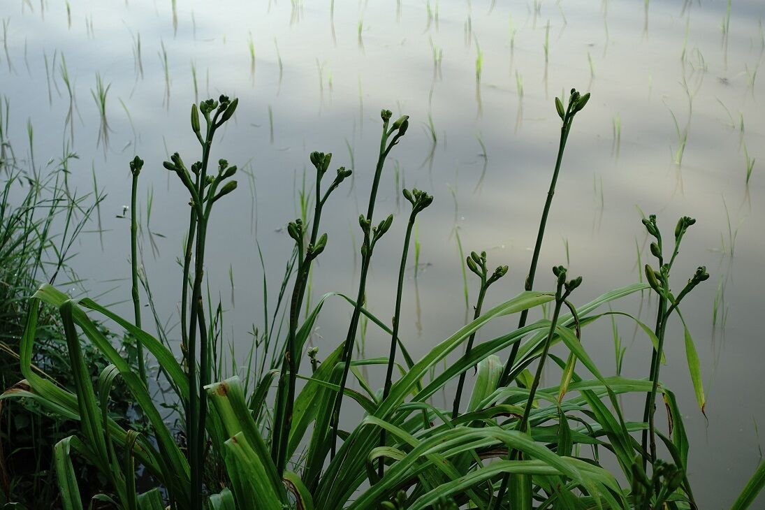 午前中は土砂降りの雨 関東平野の片すみで