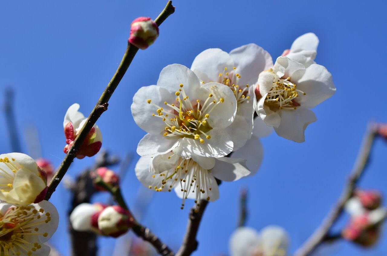 もの思う3月の花撮り 関東平野の片すみで