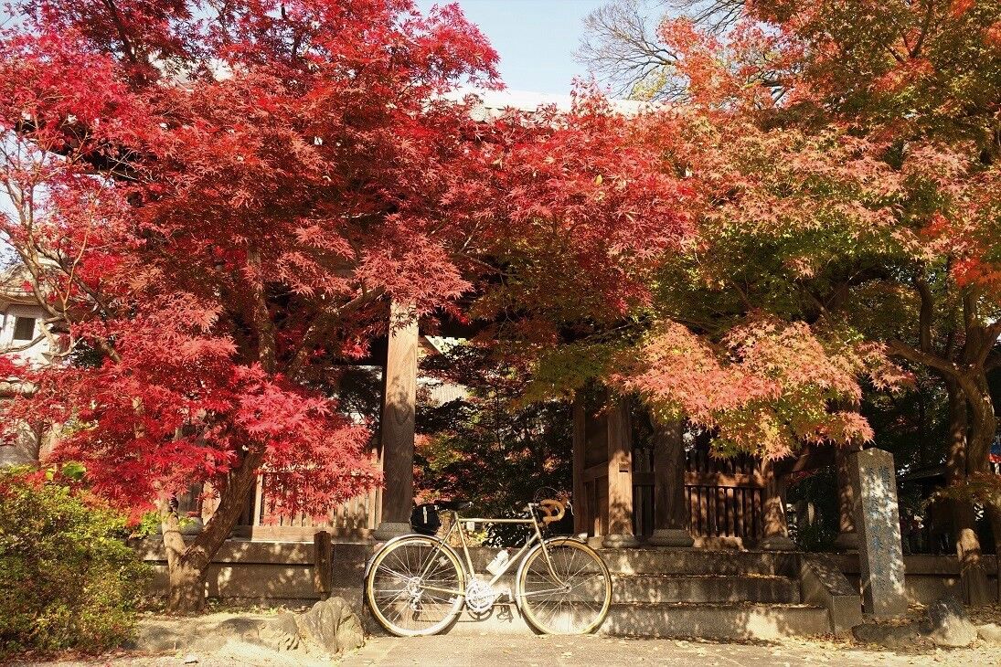 行田市遍照院の紅葉 関東平野の片すみで 行田市遍照院の紅葉 関東平野の片すみで