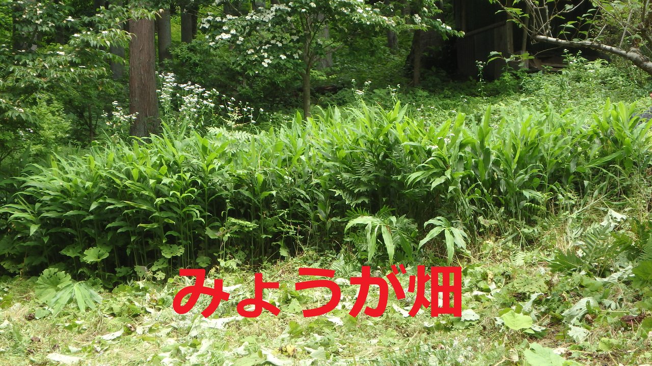 私のみょうが畑 勝っちゃんのブログ