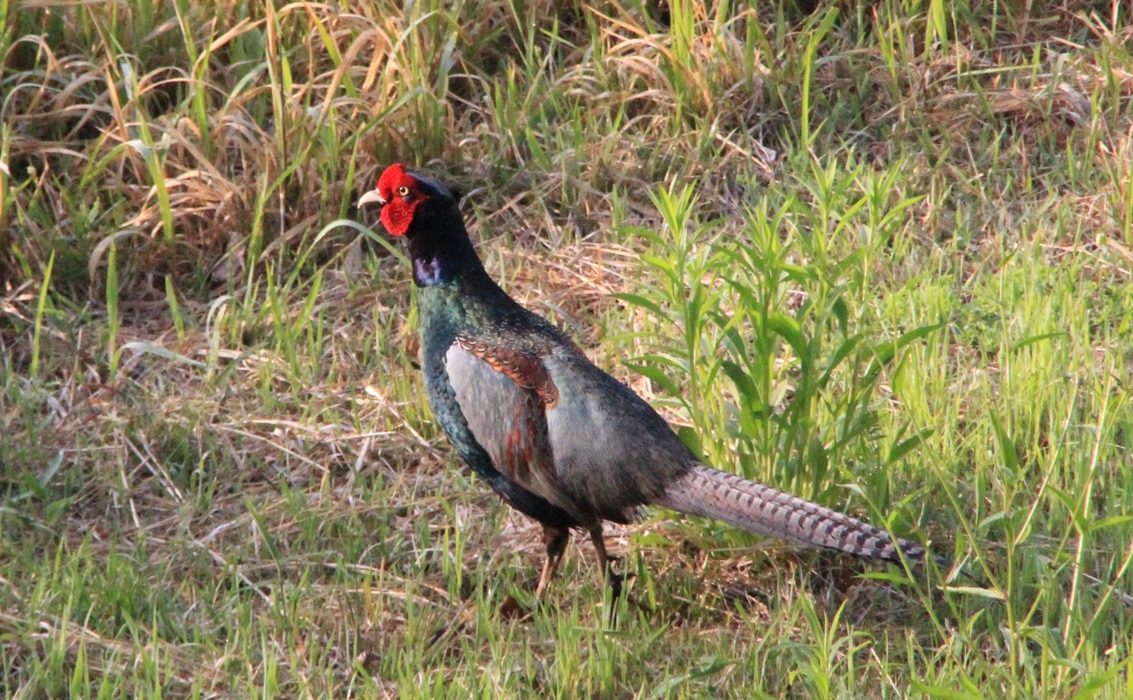 国鳥 キジ が宿舎に出没 勝っちゃんのブログ
