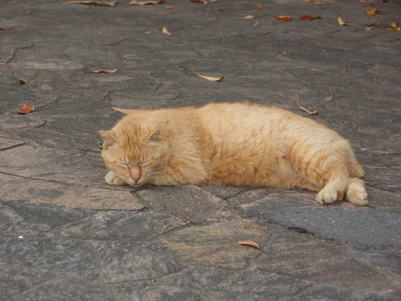 猫がいる公園 鋼鉄海航海日誌 Hm Hrな日々 猫がいる公園 鋼鉄海航海日誌 Hm Hrな日々