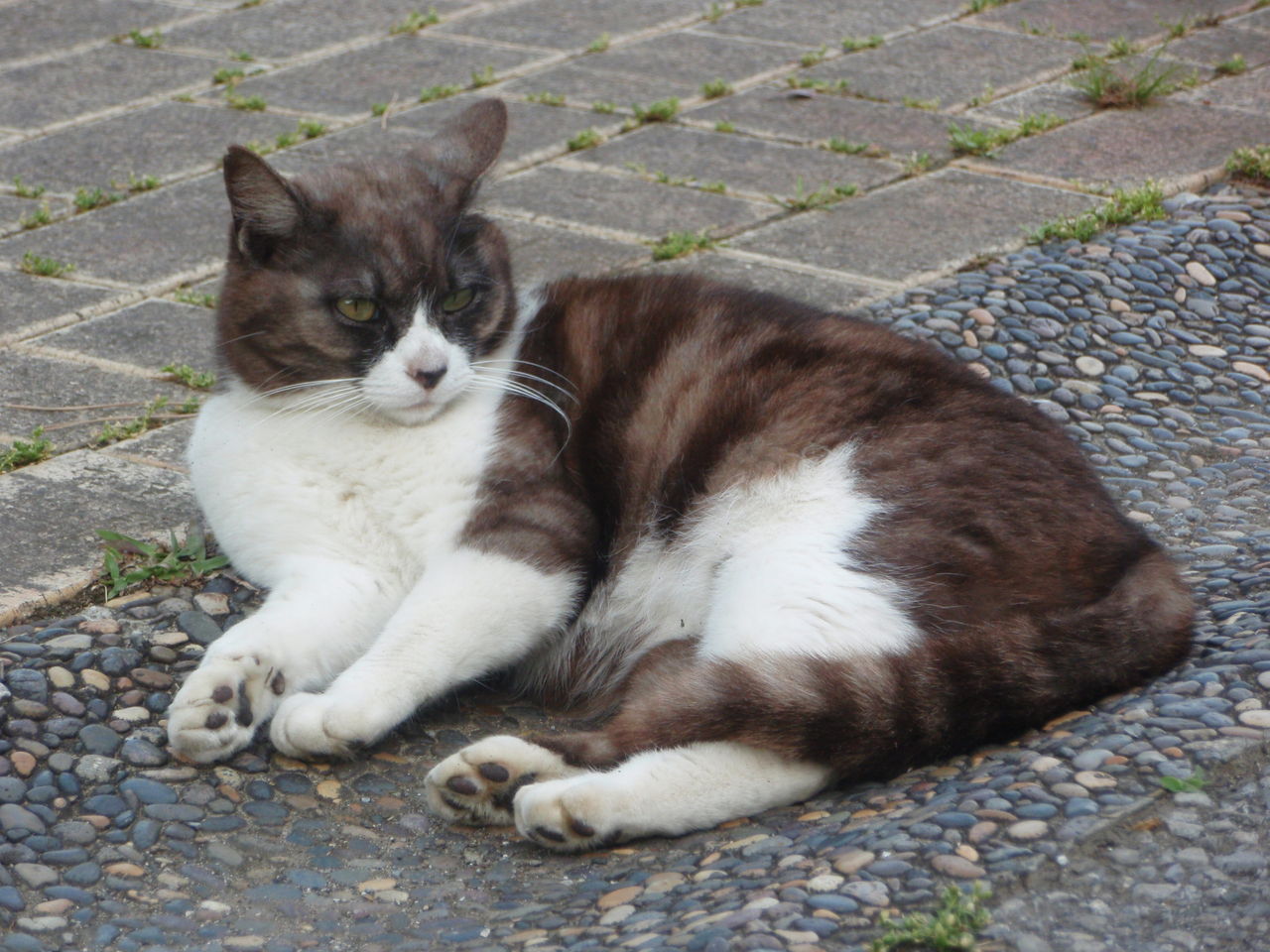 猫がいる公園 鋼鉄海航海日誌 Hm Hrな日々 猫がいる公園 鋼鉄海航海日誌 Hm Hrな日々
