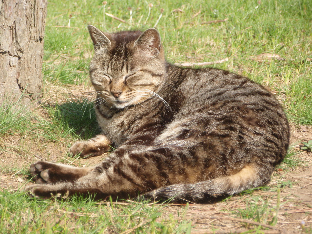猫がいる公園 鋼鉄海航海日誌 Hm Hrな日々 猫がいる公園 鋼鉄海航海日誌 Hm Hrな日々