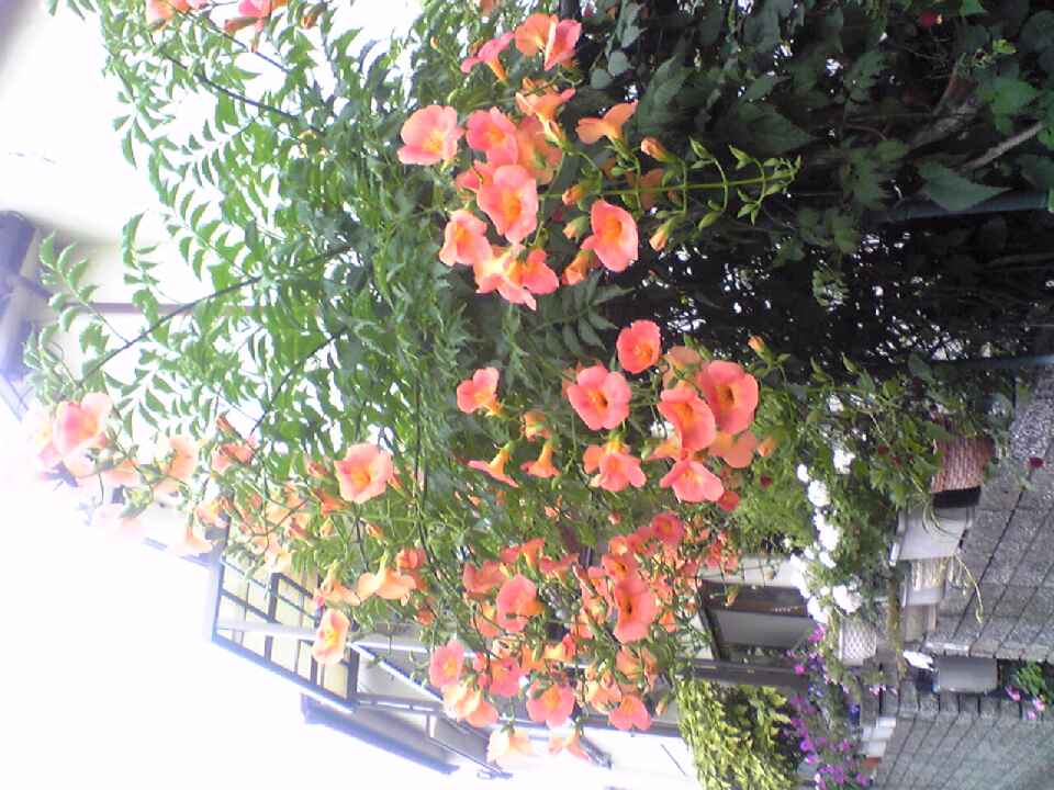 のうぜんかつら ひつじ日和