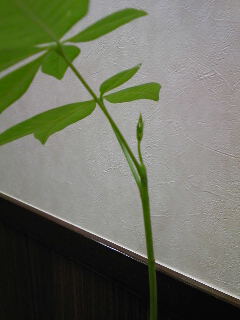 パキラの新芽 観葉植物 観察日記 モンステラ ポリシャス パキラ