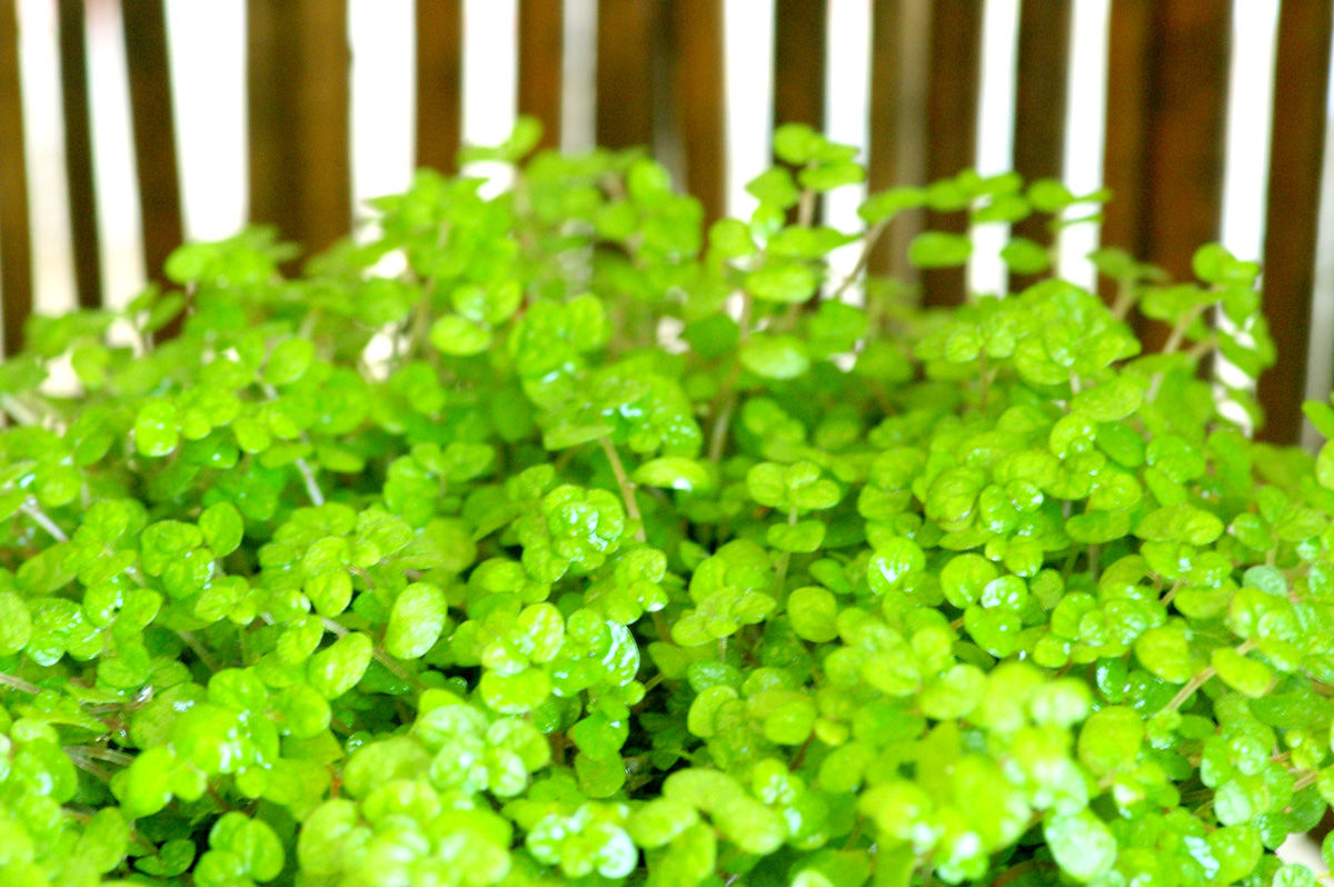 観葉植物の湿度調整効果とは シックハウス症候群の対策を知る 観葉植物の空気清浄機能が凄い