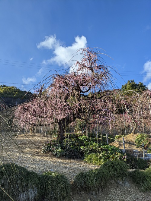 昇竜しだれ梅園 (1)
