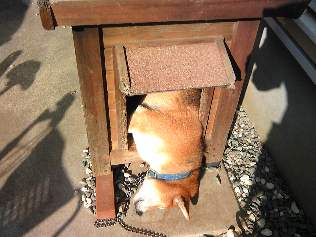 柴犬元気は寝相が悪い カンマネの安心できるかわからないブログ