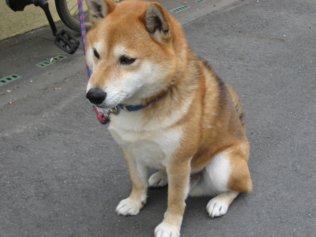 柴犬元気は元気です カンマネの安心できるかわからないブログ