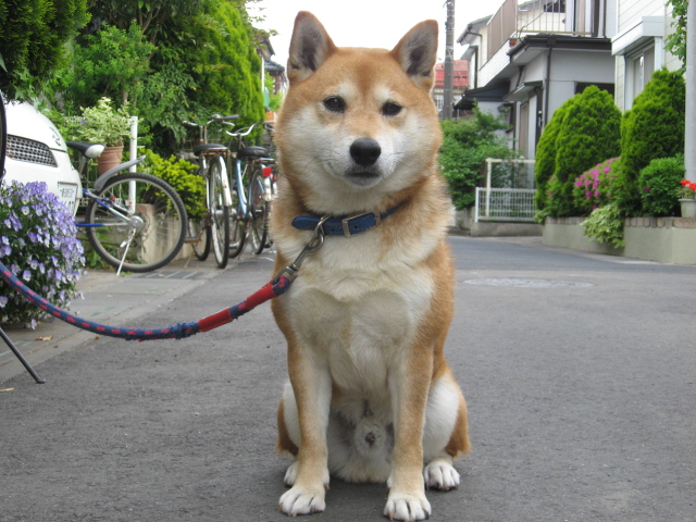 柴犬元気は元気です カンマネの安心できるかわからないブログ