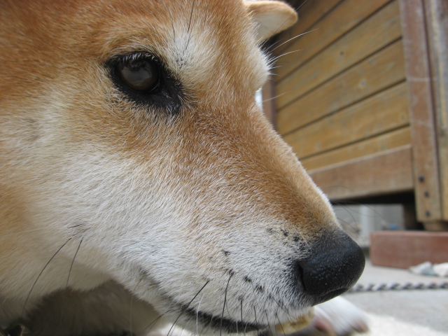 柴犬元気は元気です カンマネの安心できるかわからないブログ