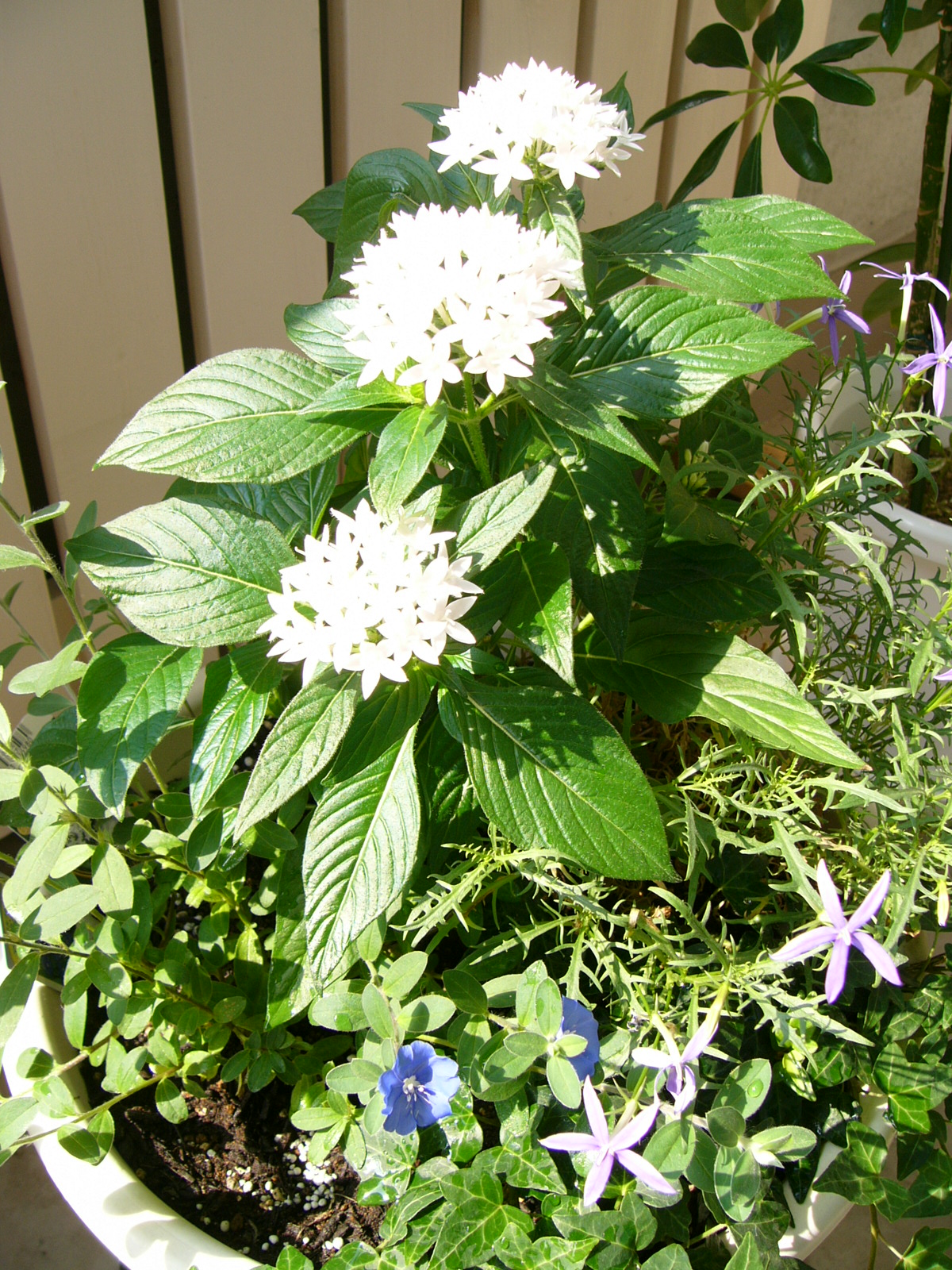 サマーペンタスの寄せ植え Garden English Pp