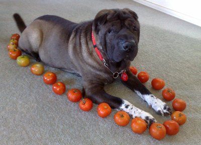 tomato3