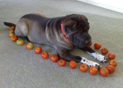 tomato1