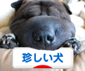 にほんブログ村 犬ブログ 珍しい犬へ
