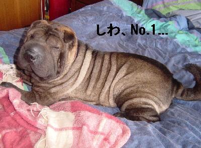 しわナンバーワン しわくちゃ犬と歩くニュージーランド