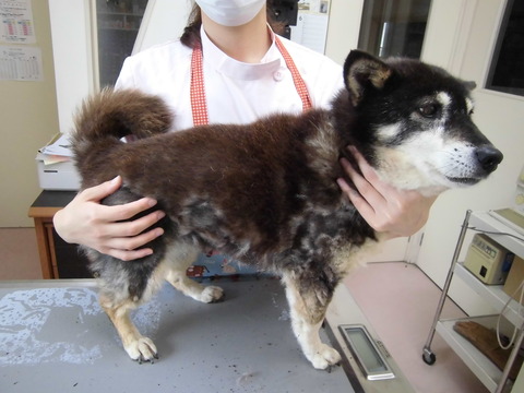 マロビフォー