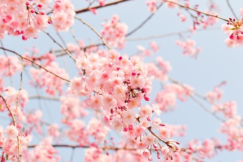 cherry-blossom-tree-ga01dc21a3_1920