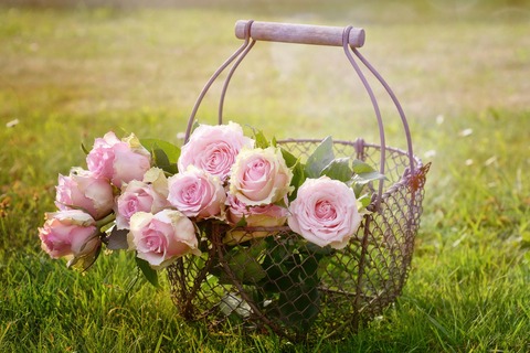 roses-g99c6bfdc3_1920