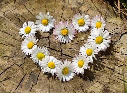 daisies-ga06b7e69d_1920