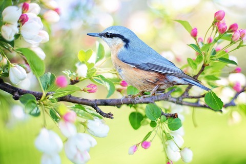 bird-g01a5fbc89_1920