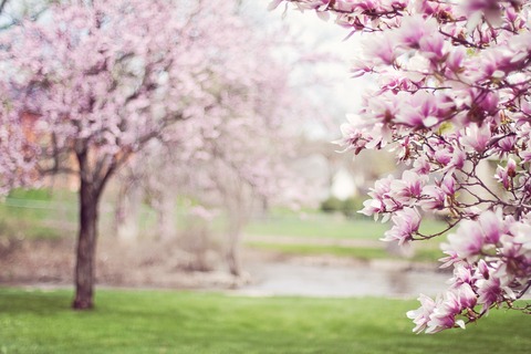 magnolia-trees-g760fd640e_1920
