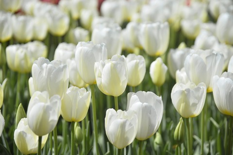 tulips-gc09769f3b_1920