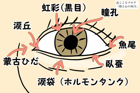 表こころブログ_目の人相学