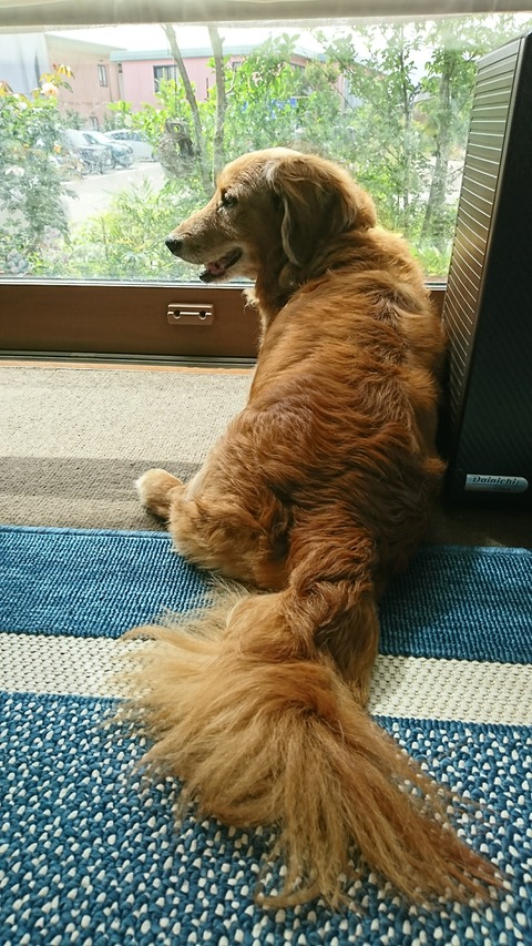 整腸剤ビオイムバスター ミニチュアダックスフンドのクリス