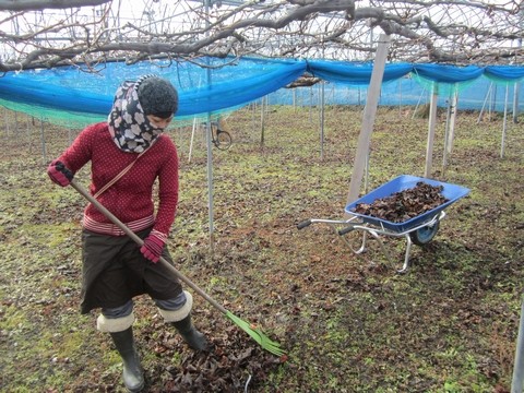 信州 長野県 生坂村 ぶどう 季来里ふぁーむ・すずき