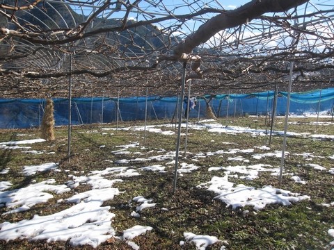 信州 長野県 生坂村 ぶどう狩り