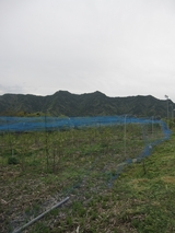 信州 長野県 生坂村 ブルーベリー
