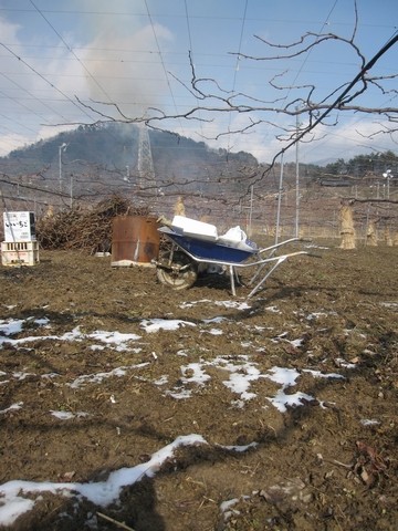 信州 長野県 生坂村 ぶどう