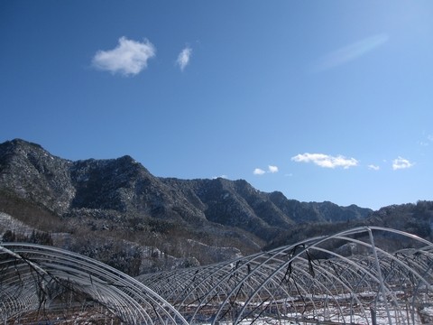 信州 長野県 生坂村 巨峰