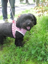 信州 長野県 生坂村 ミックス犬
