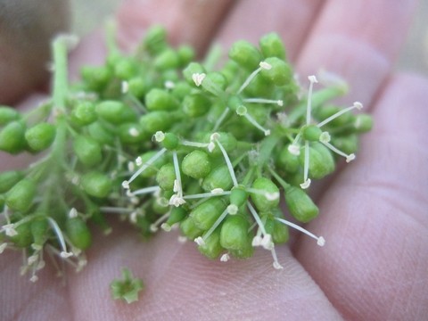 信州 長野県 生坂村 ぶどう観光農園 季来里ふぁーむ・すずき