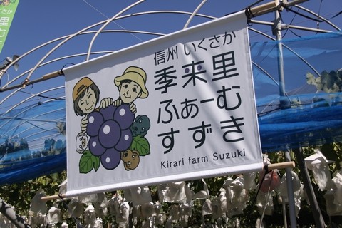 巨峰のぶどう狩り 信州 長野県 生坂村 季来里ふぁーむすずき