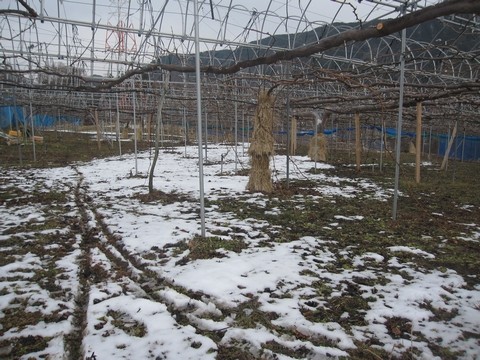 信州 長野県 生坂村 ぶどう