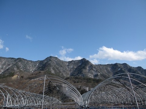 信州 長野県 生坂村 ぶどう
