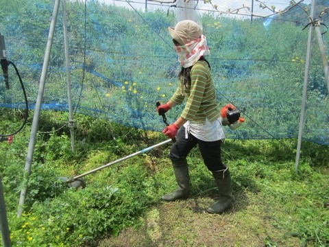 信州 長野県 生坂村 巨峰狩り 季来里ふぁーむ・すずき