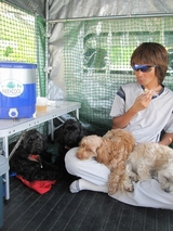 信州 長野県 生坂村 犬