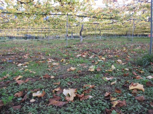 信州 長野県 生坂村 巨峰狩り