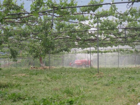 信州 長野県 生坂村 巨峰 きらりふぁーむ
